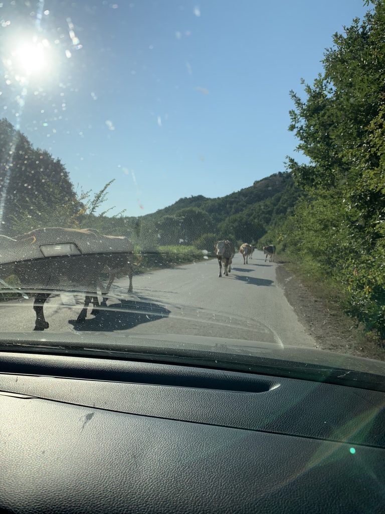 Enge Bergstraße bei der Anfahrt zur Teufelsstadt, Kühe stehen auf der Fahrbahn