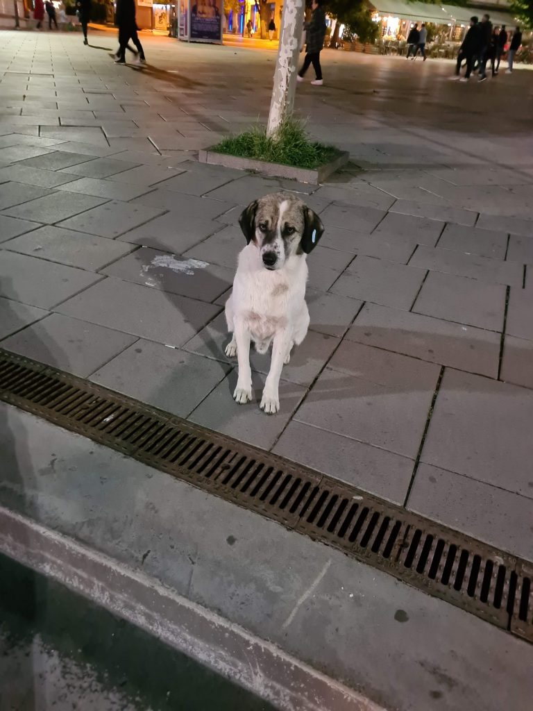 Ein Straßenhund steht abends auf einem Gehweg in Priština