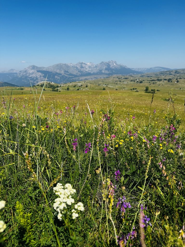 Wildblumenwiese mit Bergpanorama am Durmitor-Ring