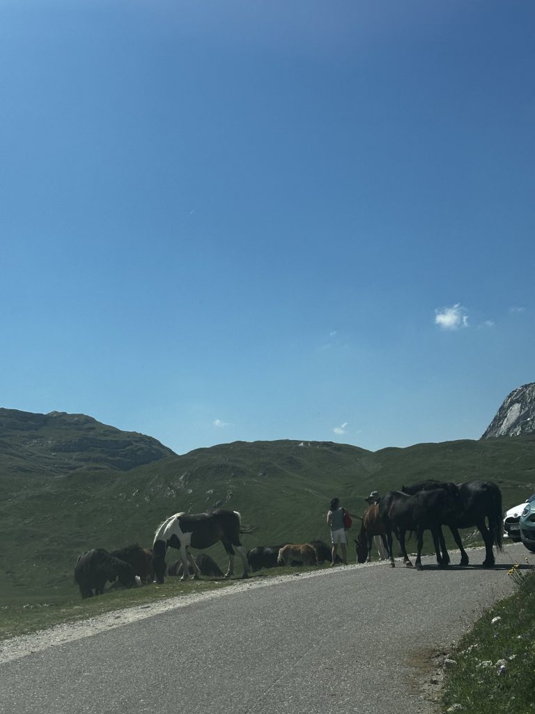Wildpferde auf der Straße des Durmitor-Rings in Montenegro