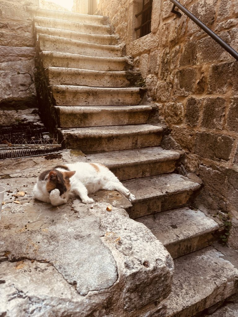 Eine Katze döst auf den warmen Steintreppen in der Altstadt von Kotor.